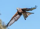 2 Red-Kite.jpg